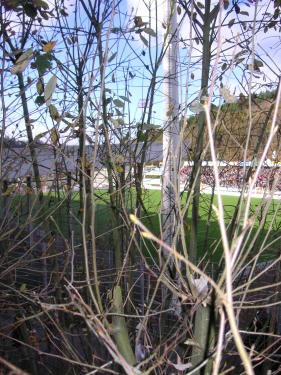 Sportfreunde Siegen - VfL Bochum - photo